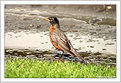 Picture Title - robin