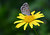 Butterfly on Yellow Flower