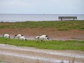 Picture Title - Grazing ibises