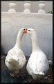 Picture Title - end of the way 