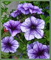 Picture Title - Petunia