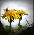 Picture Title - Breakfast In The Meadow