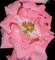 Picture Title - Dying Rose