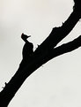 Picture Title - Pileated Woodpecker