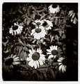 Picture Title - holga flowers