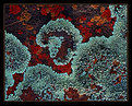 Picture Title - Lichens and Rock