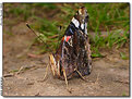 Picture Title - Red admiral butterfly 