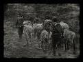 Picture Title - Tundra. Life Out of Time