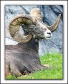 Picture Title - Bighorn Sheep.