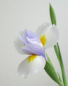 Picture Title - white iris