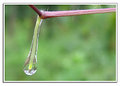 Picture Title - The Drop of Life