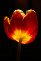 Picture Title - tulip