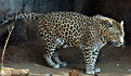 Picture Title - Leopard