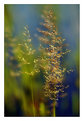 Picture Title - grasses by the river