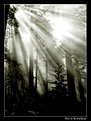 Picture Title - :: Sun rays ::