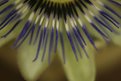 Picture Title - spikes on a flower