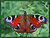 Peacock butterfly 