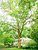 Only God Can Make a Tree