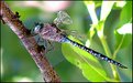 Picture Title - Blue Dragonfly