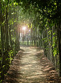 Picture Title - The Path to Enlightenment