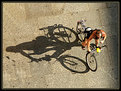 Picture Title - Shadow Biking