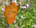 Picture Title - Silver-washed Fritillary – Argynnis paphia