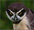 Tawny-browed Owl