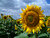 one more sunflower
