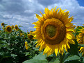 Picture Title - one more sunflower