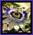 Picture Title - Passiflora