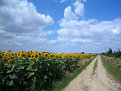 Picture Title - cycle track and sunflowers