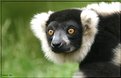 Picture Title - Lemur Variegatus