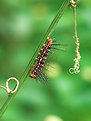 Picture Title - Caterpillar