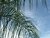Palm tree & Sky