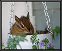 Picture Title - Chipmunk in the planter
