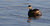 Australasian Grebe