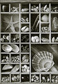 Picture Title - Shell collection
