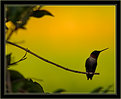 Picture Title - A Hummer of a Silhouette