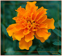 Picture Title - Marigold