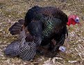 Picture Title - Little Gobblers are on the Way!