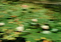 Picture Title - Monet's Lillies