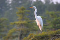 Picture Title - Egret