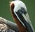 Brown Pelican