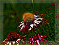 Picture Title - Coneflower