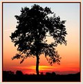 Picture Title - Tree in silhouette