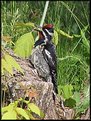 Picture Title - Yellow-bellied Sapsucker