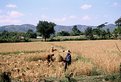 Picture Title - Rice Field