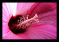 Picture Title - sexy flower