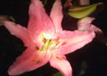 Picture Title - Night Lily