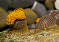 Picture Title - Sea Anemones